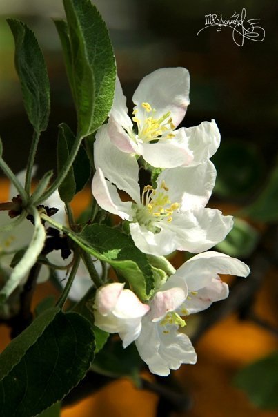 Фотовиставка Тетяни Должко